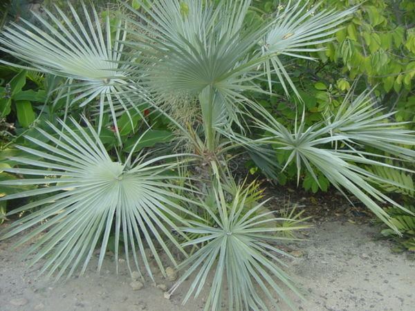 Brahea Brahea decumbens Palmpedia Palm Grower39s Guide