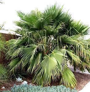 Brahea edulis Brahea edulis Palmpedia Palm Grower39s Guide