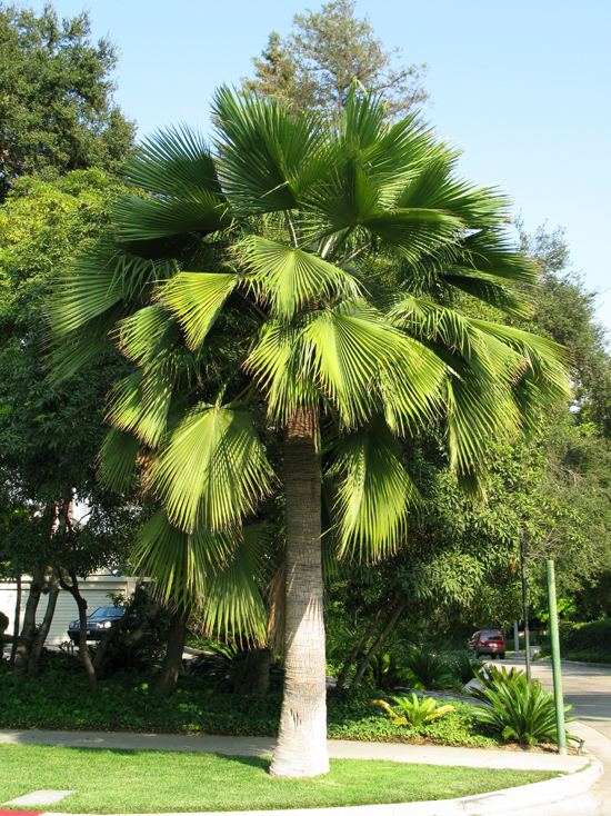 Brahea edulis Quality Brahea Edulis Palm Trees For Sale West Coast Trees