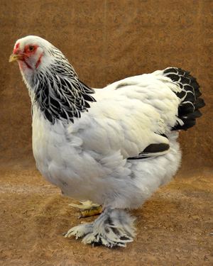 Brahma chicken - Alchetron, The Free Social Encyclopedia