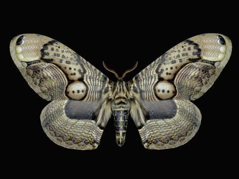 Brahmaea wallichii Adult Brahmeid Moth Brahmaea Wallichii Insulata Photographic Print