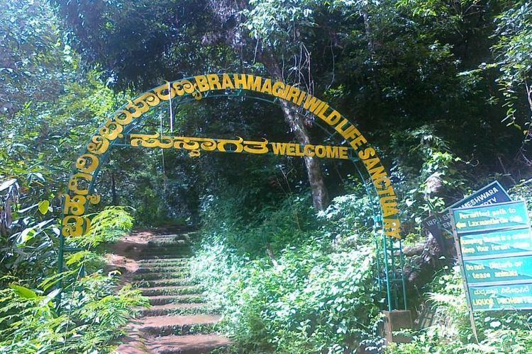 Brahmagiri Wildlife Sanctuary Brahmagiri Wildlife Sanctuary Coorg Travel Guide Best Holiday
