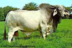 Brahman (cattle) Breeds of Livestock Brahman Cattle Breeds of Livestock