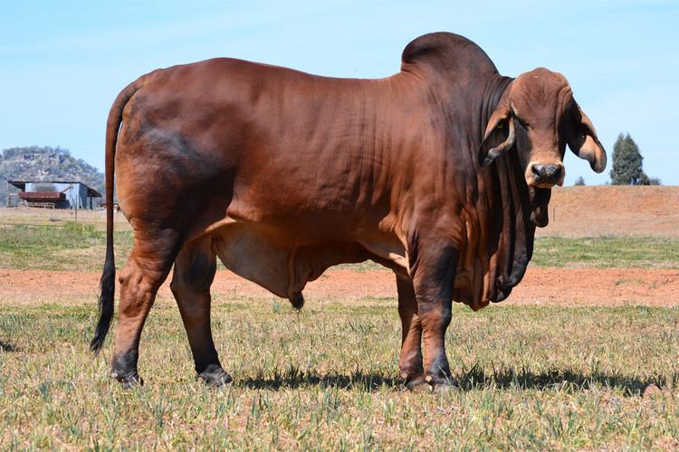 Brahman (cattle) Brahman Cattle for Sale Toms Cattle