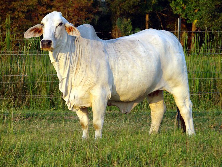 Brahman (cattle) Brahman Cow Brahman Cattle Brahman Bull Breeders planetanimalzone