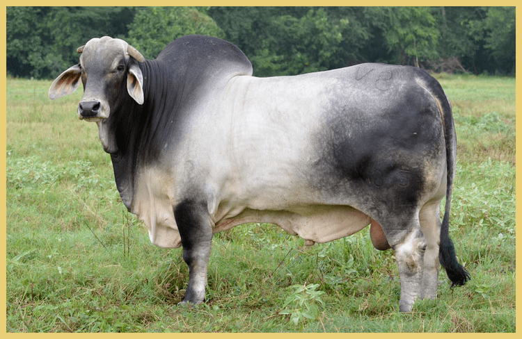 Brahman (cattle) butlerfarmsuswpcontentuploadsbrahman3png