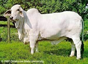 Brahman (cattle) Breeds of Livestock Brahman Cattle Breeds of Livestock