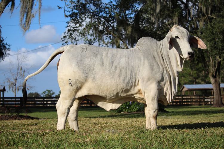 Brahman (cattle) Polled Brahman Cattle for Sale Buy Red amp Gray Polled Brahmans
