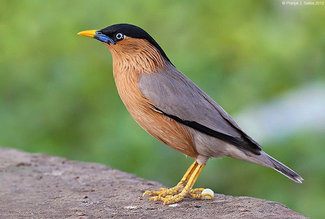 Brahminy starling Oriental Bird Club Image Database Brahminy Starling Sturnia