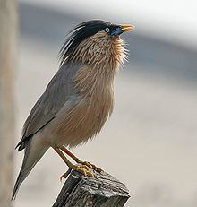 Brahminy starling httpsuploadwikimediaorgwikipediacommonsthu