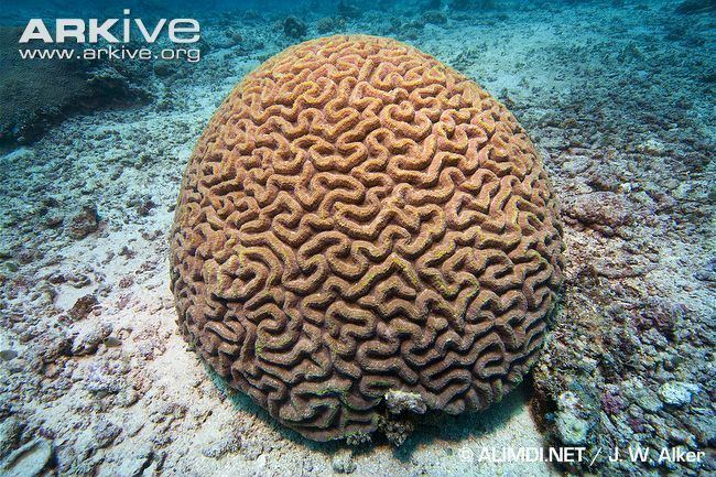 Brain coral Brain coral videos photos and facts Platygyra daedalea ARKive