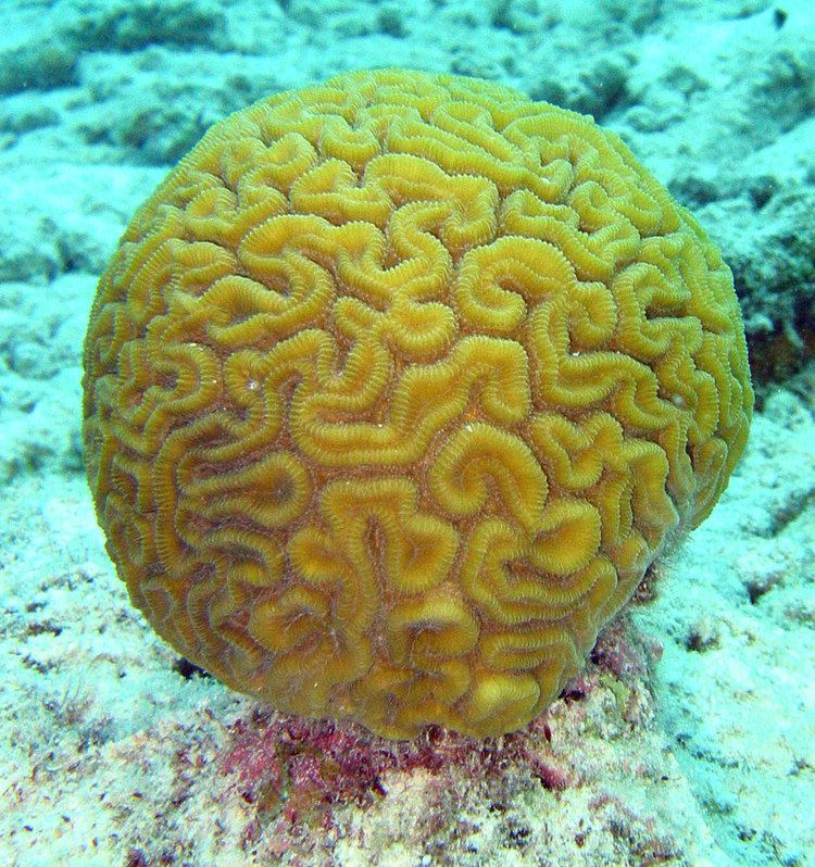 Brain coral Brain coral Wikipedia