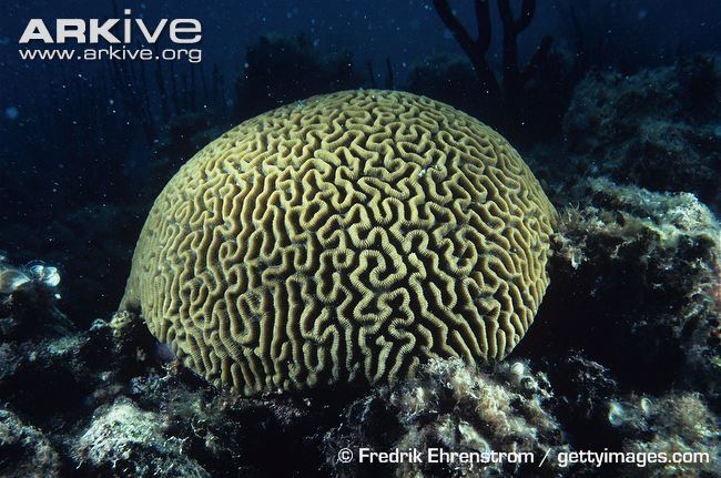 Brain coral Grooved brain coral photo Diploria labyrinthiformis G84587 ARKive