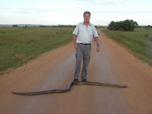 Bram Moolenaar with a serious face while stepping a big snake on the ground, wearing a watch, a white polo shirt, a black belt, and gray pants.