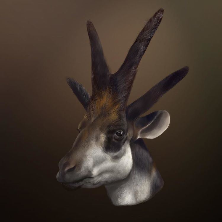 Bramatherium Earth Archives Bramatherium is an extinct giraffe relative that