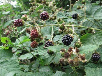 Bramble Foraging for brambles and blackberries Foraging Vegetarian