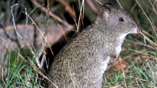 Bramble Cay melomys Australian rodent the first mammal to become extinct due to climate