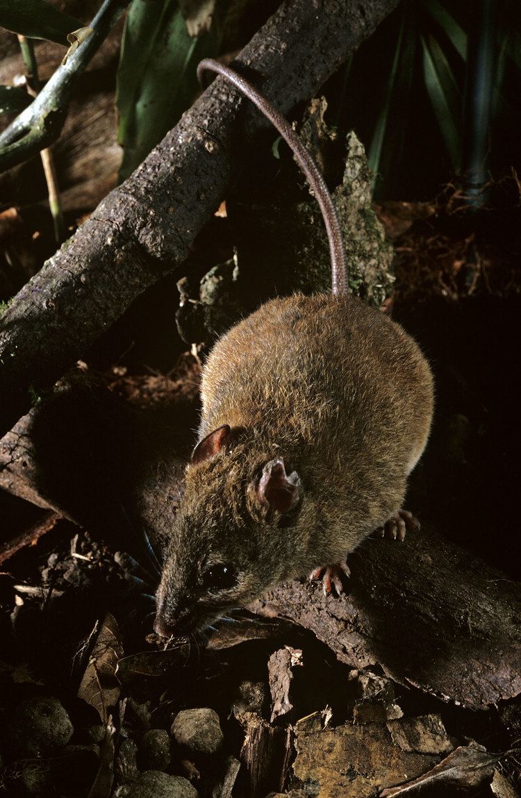 Bramble Cay melomys First Mammal Species Goes Extinct Due to Climate Change