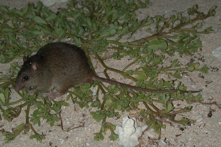 Bramble Cay melomys Australian Rodent Is First Mammal Made Extinct by HumanDriven