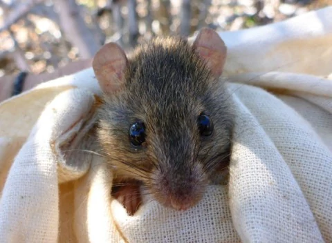 Bramble Cay melomys The little Bramble Cay melomys is likely the first mammal claimed by