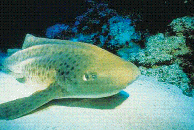 Bramble shark Bramble Shark Echinorhinus brucus