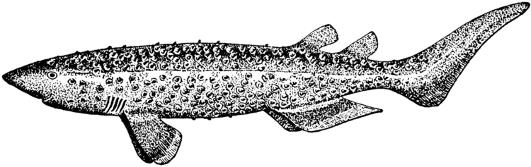 Bramble shark Bramble Shark ClipArt ETC