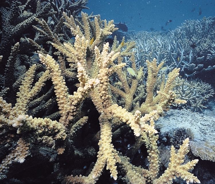 Branch coral -ACROPORA FLORIDA