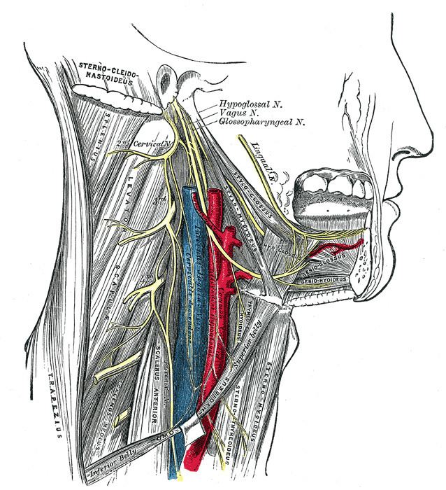 Branch of glossopharyngeal nerve to carotid sinus