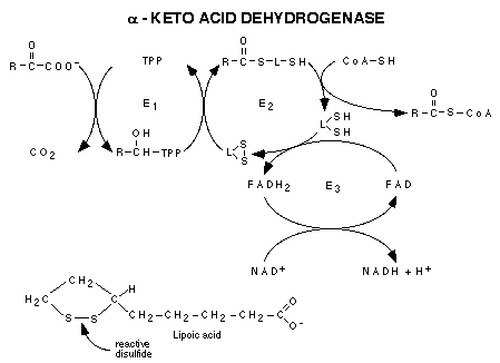 Кето аминокислоты. Alpha-ketoacid dehydrogenase. Альфа- кето- ацид дегидрогеназа. Изовалерил КОА дегидрогеназа. Альфа кето группа.