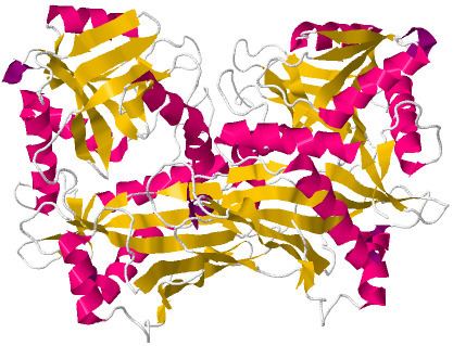 Branched chain aminotransferase
