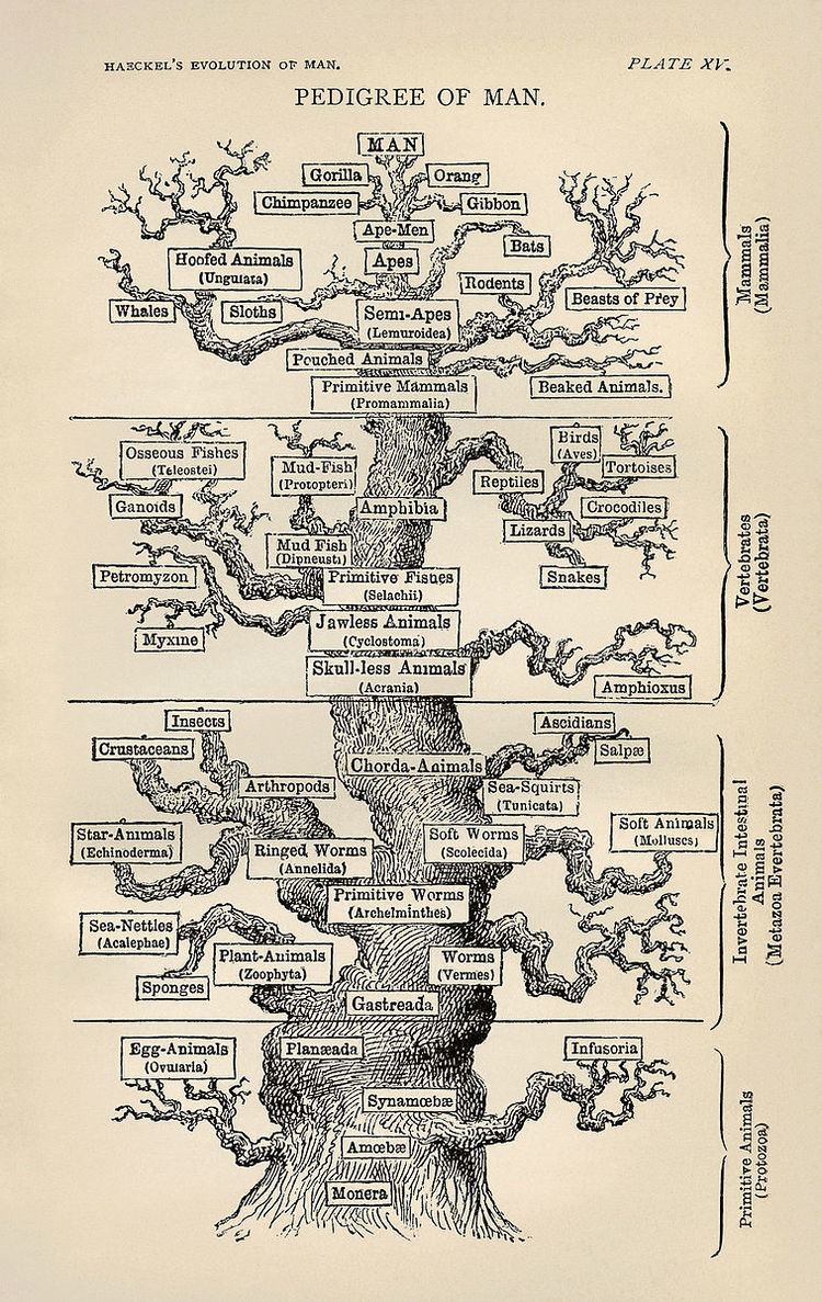Branches of botany
