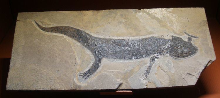 Branchiosauridae