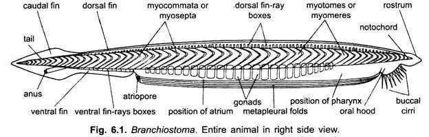 Branchiostoma Branchiostoma