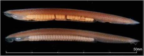 Branchiostoma Biology of Extinct Animals