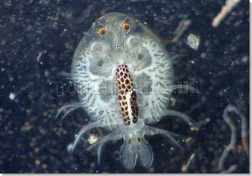 Branchiura Science Visualized Branchiura fish louse Crustacea Family