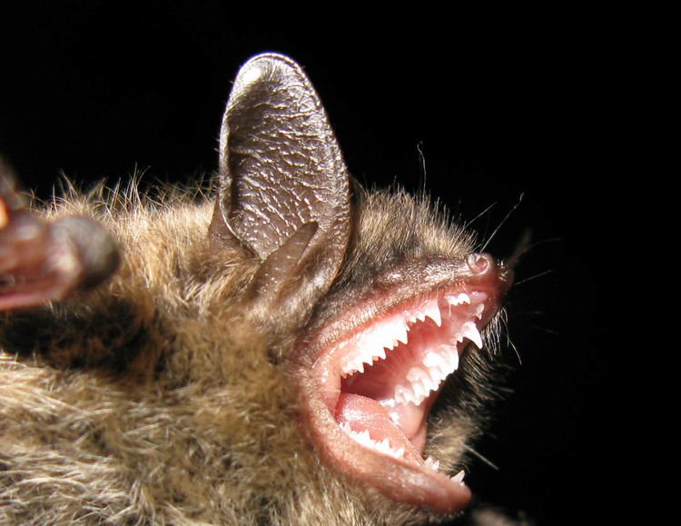 Brandt's bat Species of the month Brandt39s bat Scotland39s Nature