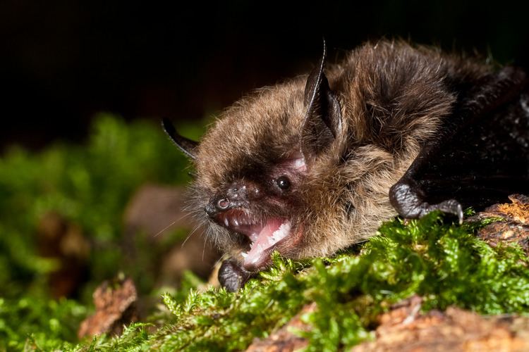 Brandt's bat Bat maps The conservation crusade