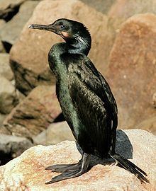 Brandt's cormorant Brandt39s cormorant Wikipedia
