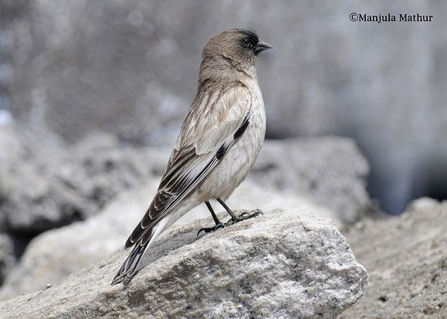 Brandt's mountain finch orientalbirdimagesorgimagesdatabrandtmountain