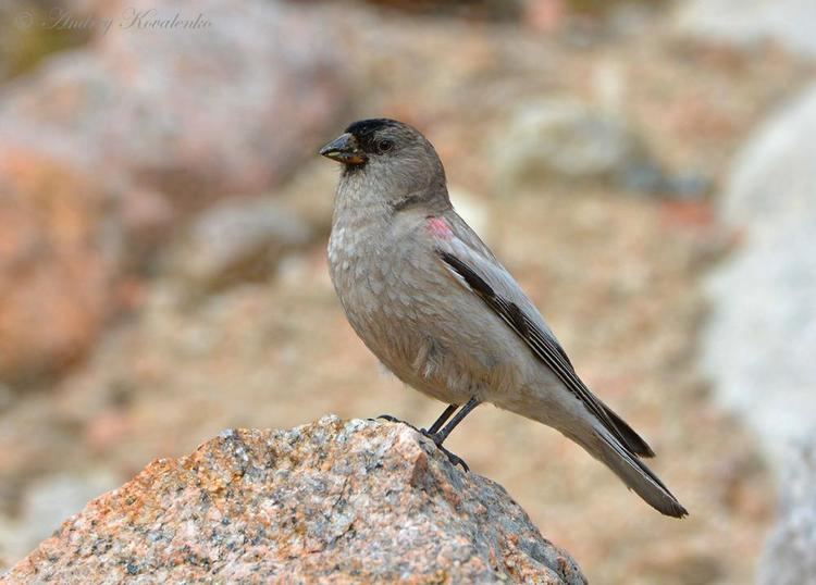 Brandt's mountain finch Brandt39s Mountainfinch Leucosticte brandti videos photos and