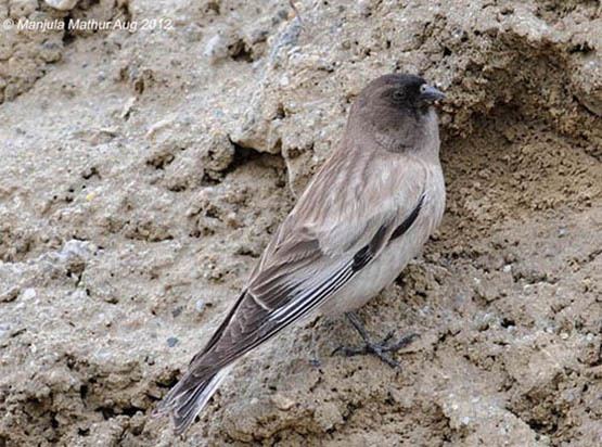 Brandt's mountain finch Oriental Bird Club Image Database Brandt39s Mountain Finch