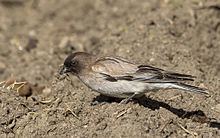 Brandt's mountain finch Brandt39s mountain finch Wikipedia