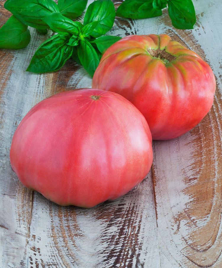 Brandywine (tomato) Pink Brandywine Heirloom Tomato Beefsteak Size Pink Color