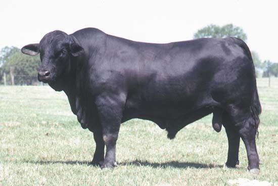 Brangus Brangus breed of cattle Britannicacom