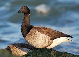 Brant (goose) Brant Identification All About Birds Cornell Lab of Ornithology