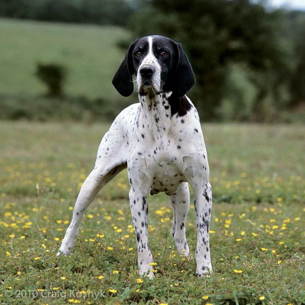 Braque d'Auvergne Pointing Dog Blog Breed of the Week The Braque D39Auvergne