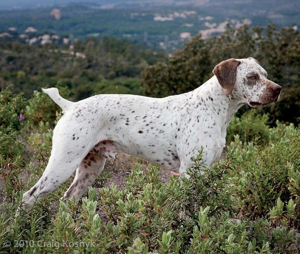 Braque du Bourbonnais Pointing Dog Blog Breed of the Week The Braque du Bourbonnais