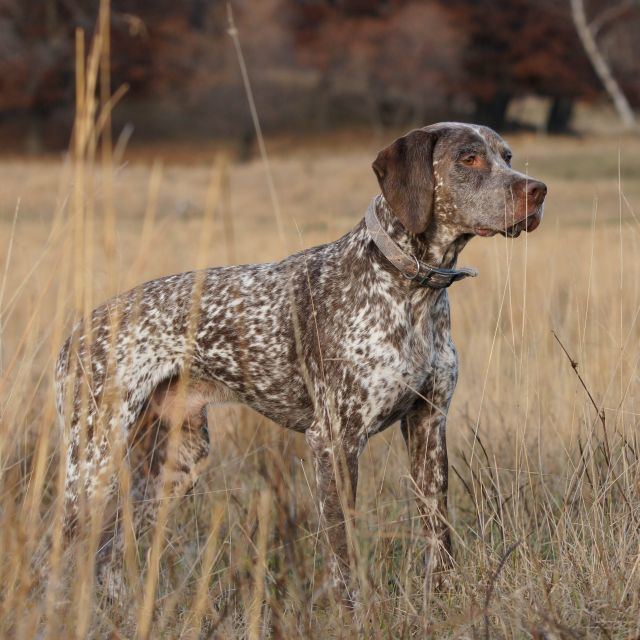 braque du bourbonnais is a mixed breed