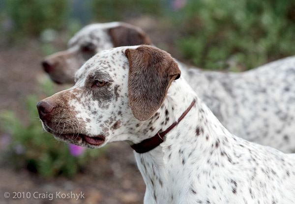 Braque du Bourbonnais Pointing Dog Blog Breed of the Week The Braque du Bourbonnais