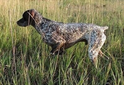 Braque du Bourbonnais Bourbonnais Pointing Dog Breed Information and Pictures